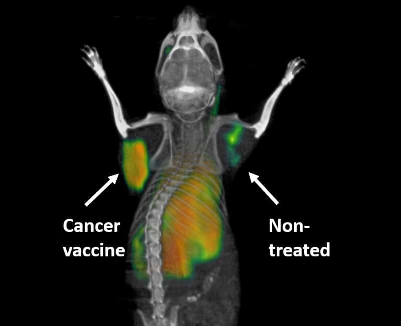 PET scanning technique highlights activated immune cells fighting cancer in a mouse in real-time