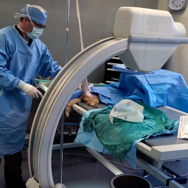 C-Arm in use on veterinary clinic